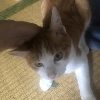 里親探してます