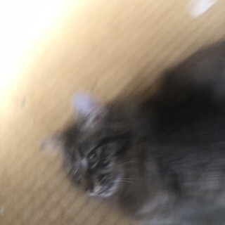 里親探してます