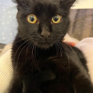ジブリに出てくる猫にそっくり！小柄な黒猫の男の子