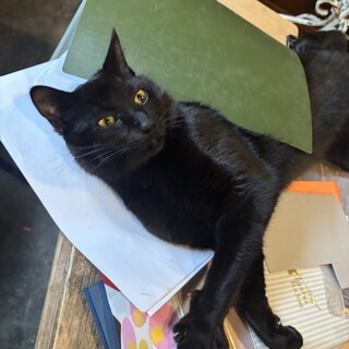 黒猫　鍵しっぽ　1歳くらい