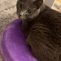 グレーの男の子