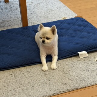 ポメラニアン　大人しい