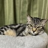 小鉄くん