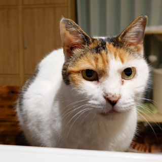 ヒマラヤン × 神奈川県が募集対象 × 成猫 × メス × 単身者応募可