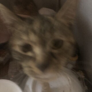 里親探してます