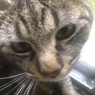 里親探してます