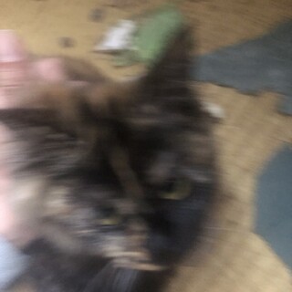 里親探してます