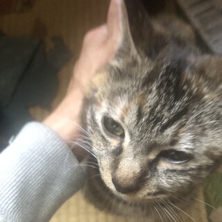 里親探してます