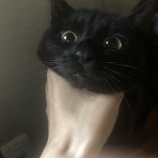 里親探してます