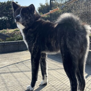秋田犬の虎毛