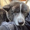 秋田犬の虎毛