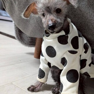 シニアの魅力！明るくてかわいいトイプードルぺぺくん