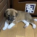 元気いっぱいガール「トモちゃん」