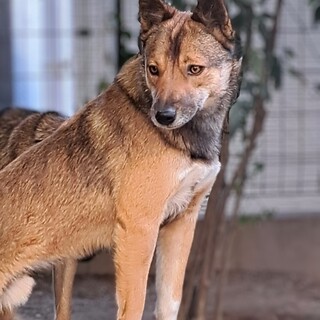 中型犬の男の子