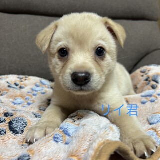 子犬たちの家族募集【全国から応募可】