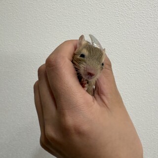デグーベビー(19匹)里親募集してます！