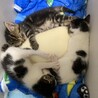 いっちゃん、にっちゃん