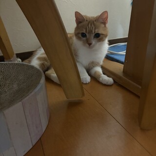 募集終了いたします