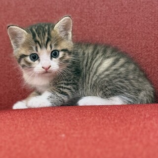 1ヶ月になったばかりの子猫②