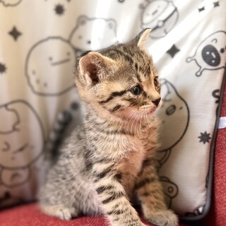 1ヶ月になったばかりの子猫④