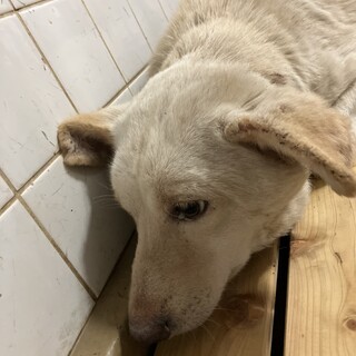 殺処分対象❗️収容期限5/26迄❗️延長なし