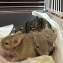 デグー2歳メスと赤ちゃん1匹