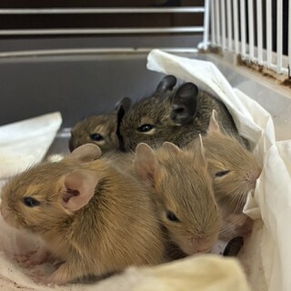 デグー2歳メスと赤ちゃん1匹