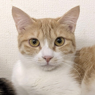 可愛いヒマラヤン」東京都 - 猫の里親募集(307822) 1枚目の画像