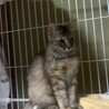 控えめ女子〜麦わらのシュシュ サムネイル2