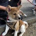 お顔が柴犬そっくり可愛いお顔で人懐こい真君