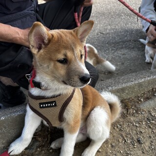 お顔が柴犬そっくり可愛いお顔で人懐こい真君