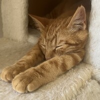 アキ