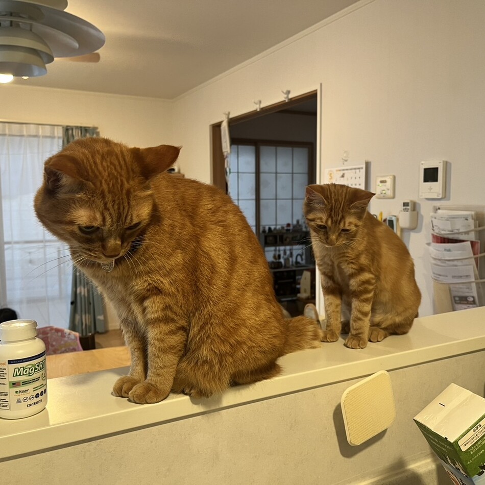 アキのカバー写真
