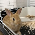 愛知　ネザーランドドワーフ里親募集