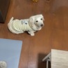 ヤマト6才の男子です。