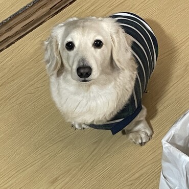 新しい飼い主を探してます。宜しくお願い致します。