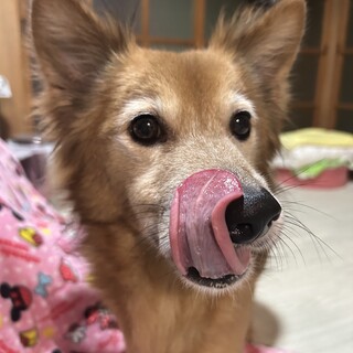 7歳 女の子 避妊済み 日本犬雑種9kg人懐っこい
