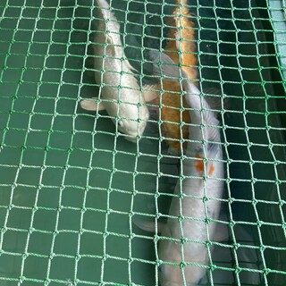 錦鯉　約2才ぐらい　3匹