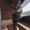 【神性格】 初対面で抱っこOK！ 極上甘えん坊