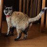 まんまる！どっしりサビ猫『七海ちゃん』４歳 サムネイル4
