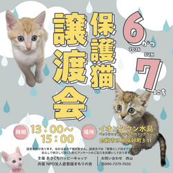 保護猫譲渡会（予約不要）