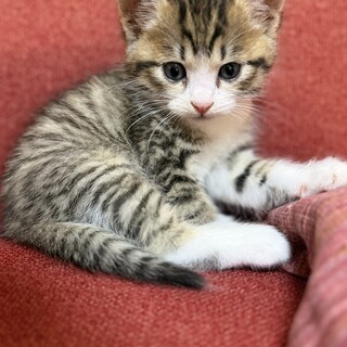 1ヶ月になったばっかりの子猫③