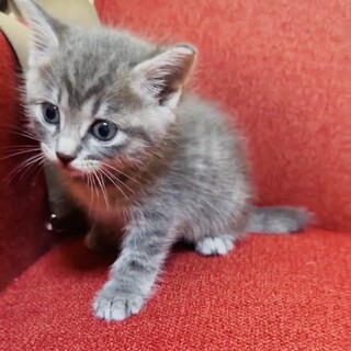 1ヶ月になったばっかりのサバちゃん