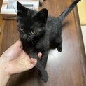推定3〜4ヶ月男の子
