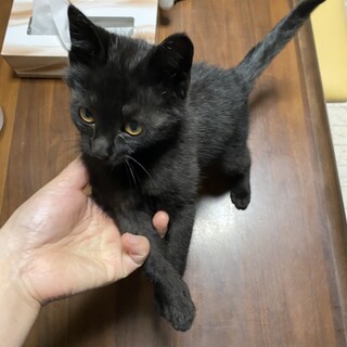 推定3〜4ヶ月男の子