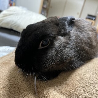 ネザーランドドワーフ 里親さん募集中