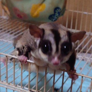 無事に里親様 決まりました