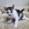 鼻の左穴にほくろ模様☆　たんぽぽちゃん サムネイル2