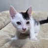 おっとりで社交性抜群な☆　すぎなくん サムネイル2