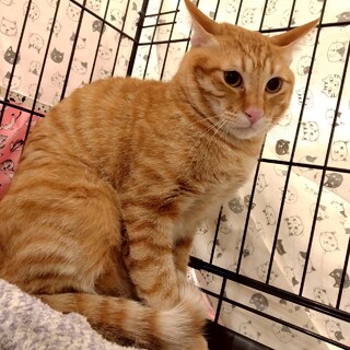 個性派猫さんのちゃとらん☆
